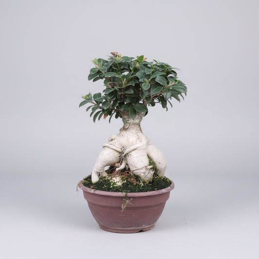 Bonsai Figen – Elegant Stueplante med Autentisk Karakter