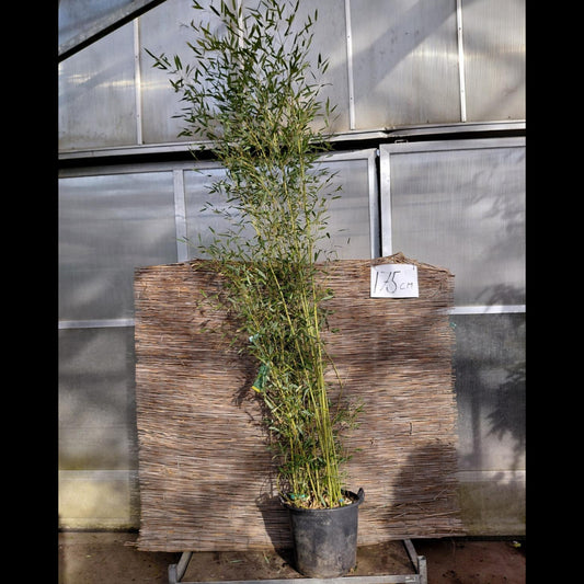 Phyllostachys Bambus – Kraftig og Hurtigvoksende Bambus til Læhegn og Have (ca. 225–250 cm)