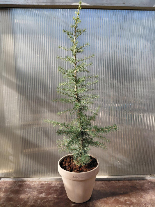 Atlasceder (Cedrus atlantica ‘Glauca’) – i Ø21 cm lerpotte