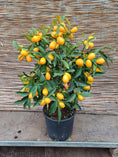 Indlæs billede i gallerivisning, Kumquat (Citrus japonica) i potte Ø24 – ca. 90–120 cm høj
