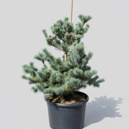 Penselfyr (Pinus parviflora ‘Glauca’) – 32 liters potte