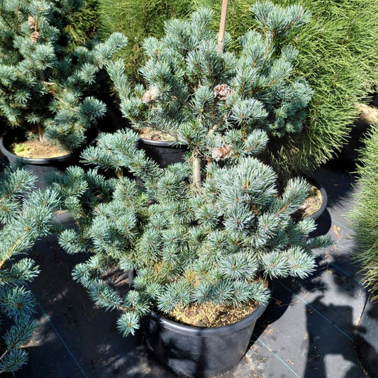 Penselfyr (Pinus parviflora ‘Glauca’) – 32 liters potte