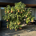 Indlæs billede i gallerivisning, Second Hand Engletrompet – Blomstrende Brugmansia XXL
