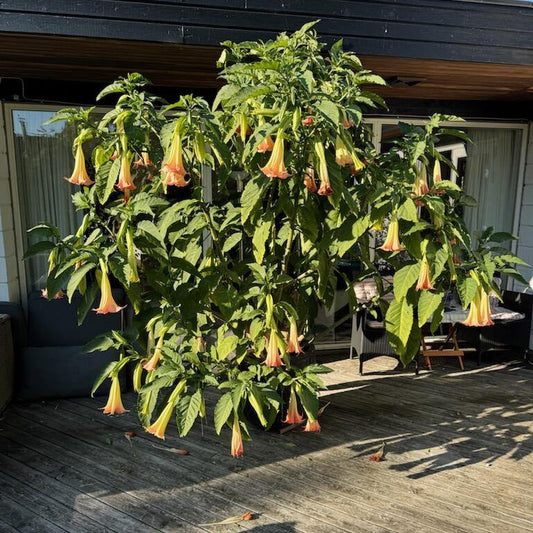 Second Hand Engletrompet – Blomstrende Brugmansia XXL