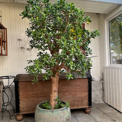 Paradistræ (Crassula ovata) – 190 cm højt i grøn krukke