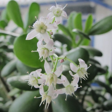 Paradistræ (Crassula ovata) – 190 cm højt i grøn krukke