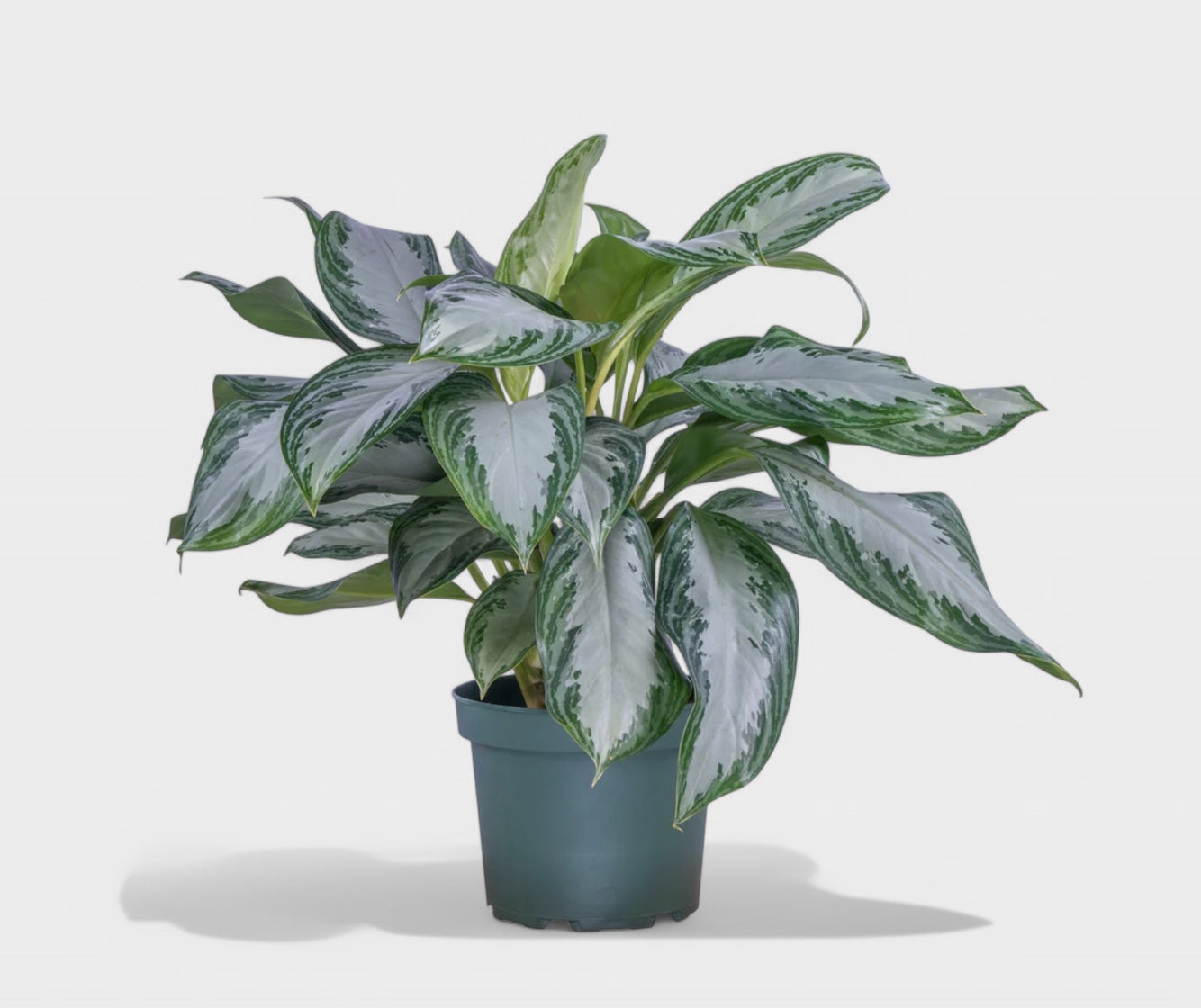 Aglaonema Silver Bay Ø21 – Stueplante med sølvgrå blade i dekorativ potte, ideel til hjemmet eller kontoret.