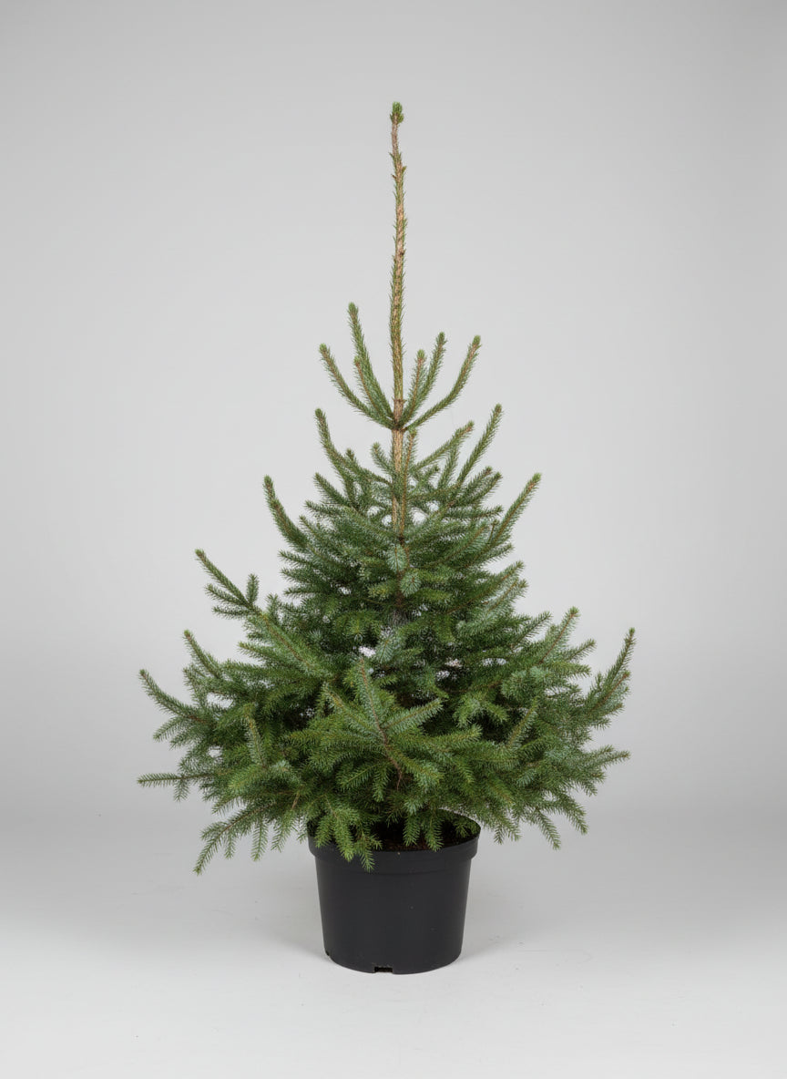 Omorikagran (Picea omorika) i 20 L potte – 175 cm høj