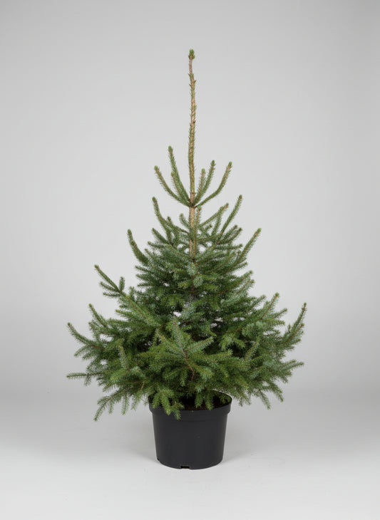 Omorikagran (Picea omorika) i 20 L potte – 175 cm høj