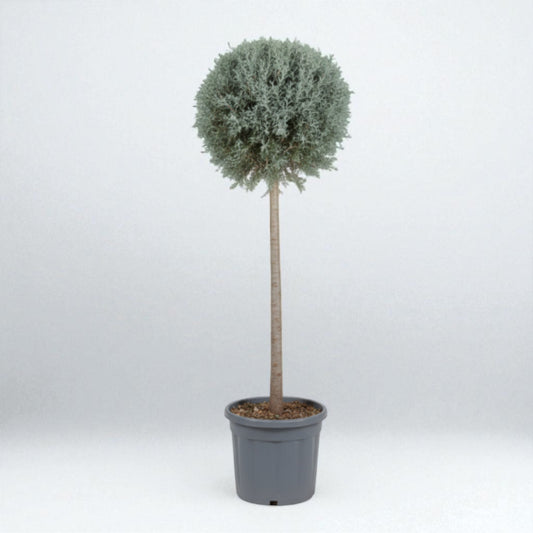 Grå Arizonacypres (Cupressus arizonica ‘Glauca’) – kugleformet, 175 cm høj (Ø40-45 cm krone)