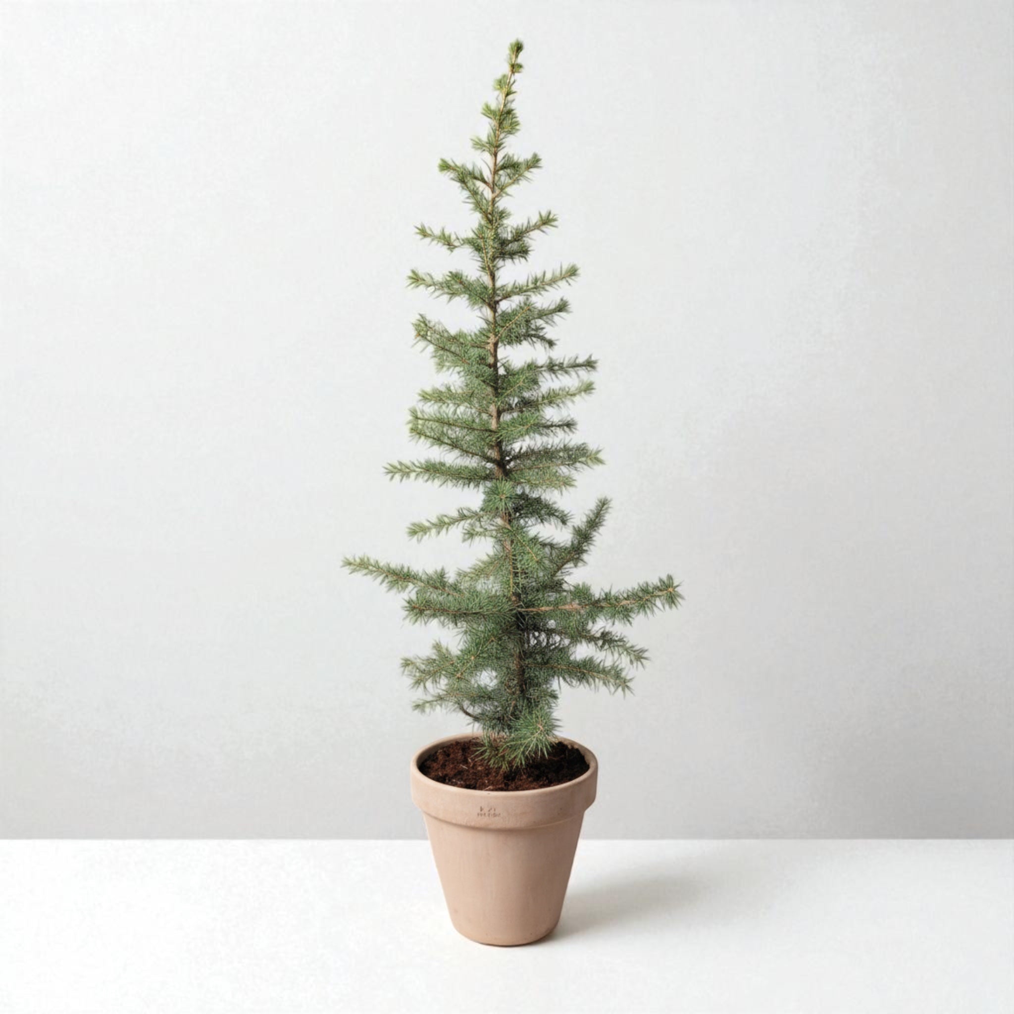 Atlasceder (Cedrus atlantica ‘Glauca’) – i Ø21 cm lerpotte