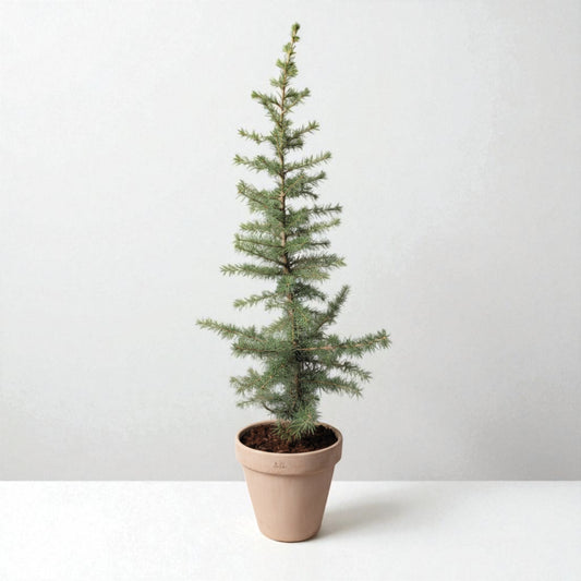 Atlasceder (Cedrus atlantica ‘Glauca’) – i Ø21 cm lerpotte