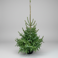 Indlæs billede i gallerivisning, Omorikagran (Picea omorika) i 20 L potte – 175 cm høj
