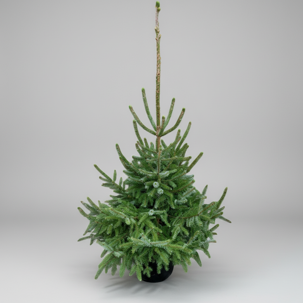Omorikagran (Picea omorika) i 20 L potte – 175 cm høj