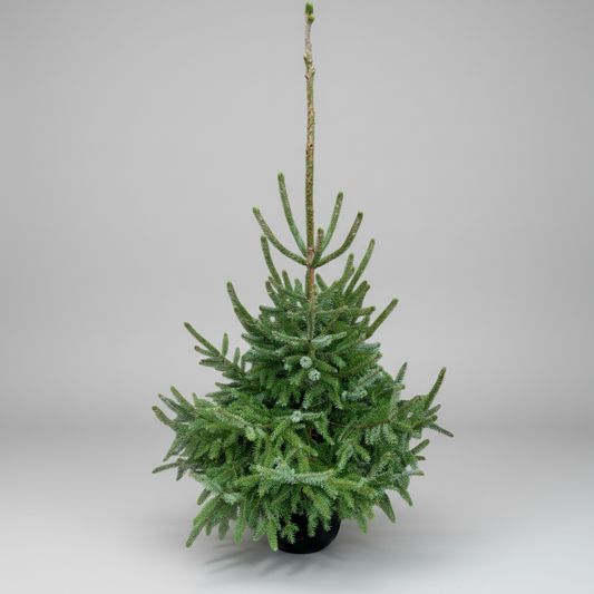 Omorikagran (Picea omorika) i 20 L potte – 175 cm høj