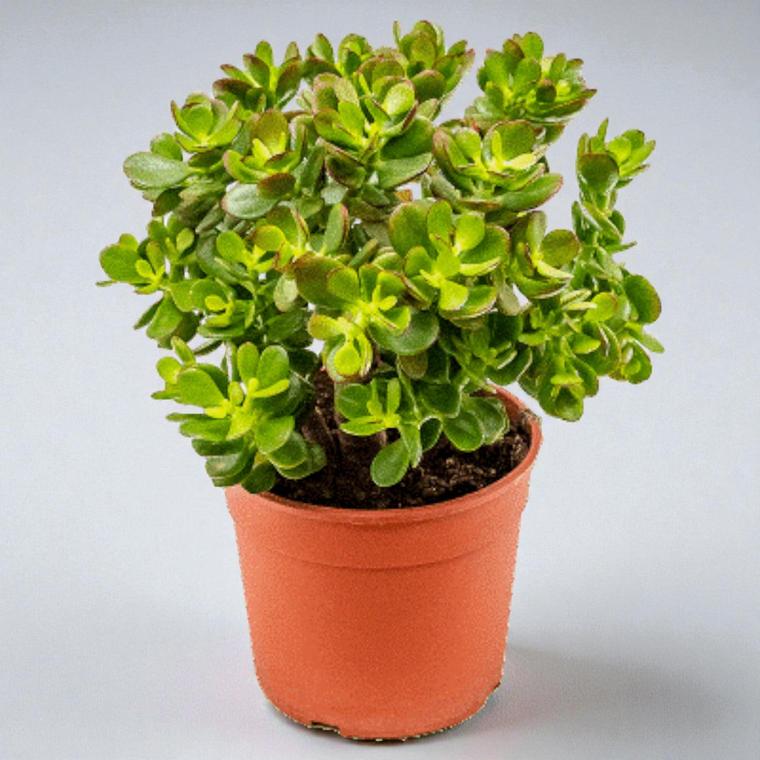 Crassula ovata (Paradistræ) – 30-35 cm høj (Ø17 cm potte)