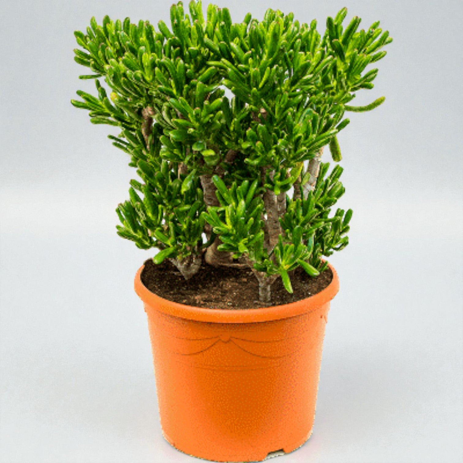 Crassula ovata ‘Hobbit’ – 60-80 cm høj (Ø35 cm potte)