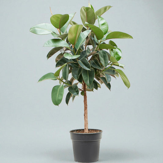 Gummifigen (Ficus elastica ‘Robusta’) – opstammet 130-140 cm (Ø31 cm potte)