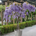 Indlæs billede i gallerivisning, Blåregn (Wisteria) opstammet som paraply – 170–180 cm høj

