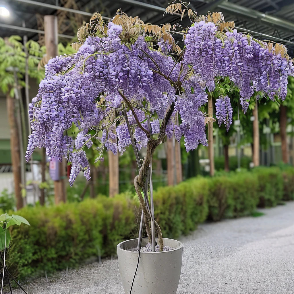 Blåregn (Wisteria) opstammet som paraply – 170–180 cm høj