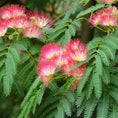Indlæs billede i gallerivisning, Albizia julibrissin (Silketræ) – 60 cm høj

